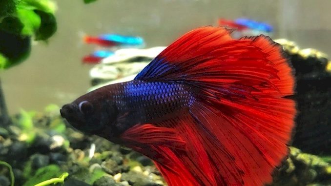 Can Goldfish Live With Betta Fish