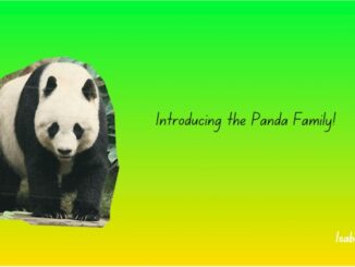 Introducing the Panda Family!